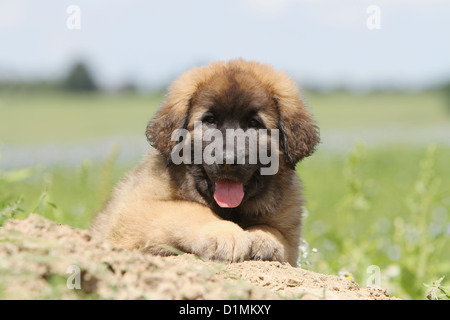 Leonberger Welpen auf einem Felsen liegenden Hund Stockfoto