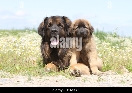 Leonberger Erwachsenen Hund und Welpen in einer Wiese liegen Stockfoto