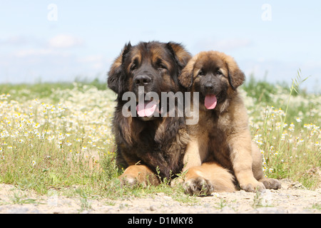 Leonberger Erwachsenen Hund und Welpen in einer Wiese liegen Stockfoto