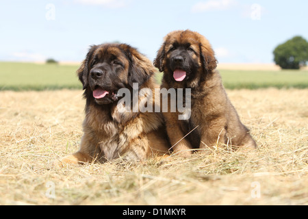 Leonberger Erwachsenen Hund und Welpen liegen in einem Feld Stockfoto