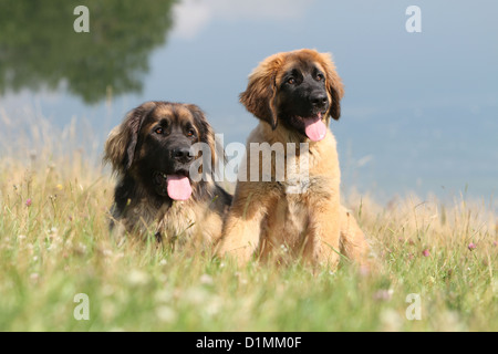 Leonberger Erwachsenen Hund und Welpen in einer Wiese liegen Stockfoto