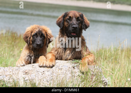 Hund, Leonberger Erwachsene und Welpen, die auf einem Felsen liegend Stockfoto