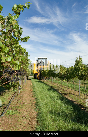 Eine Traube Erntemaschine in einem Weinberg am südlichen Hochland von New South Wales, Australien Stockfoto