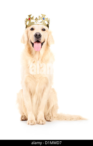 Eine Studioaufnahme eines Labrador Retrievers mit Krone auf dem Haupte auf weißen Hintergrund isoliert Stockfoto