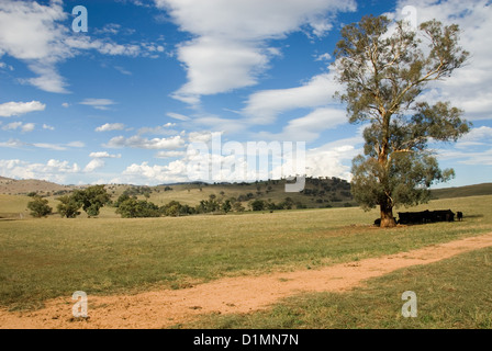 Rinder unter einem Baum an einem warmen Sommertag ruhen Stockfoto