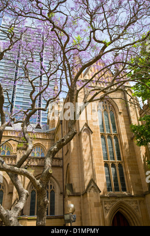 St. Andrews Cathedral in George Street, Sydney, Nsw, Australien Stockfoto