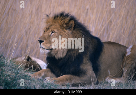 Löwe männlich (Panthera Leo), afrikanische Tierpark, Sigean, Aude, Languedoc-Roussillon, Frankreich Stockfoto