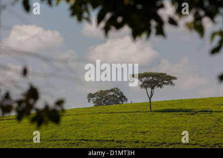 Tee-Felder - Kabarole Distrikt in der Nähe von Fort Portal, Uganda. Stockfoto