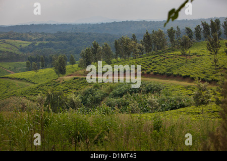 Tee-Felder - Kabarole Distrikt in der Nähe von Fort Portal, Uganda. Stockfoto