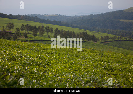 Tee-Felder - Kabarole Distrikt in der Nähe von Fort Portal, Uganda. Stockfoto