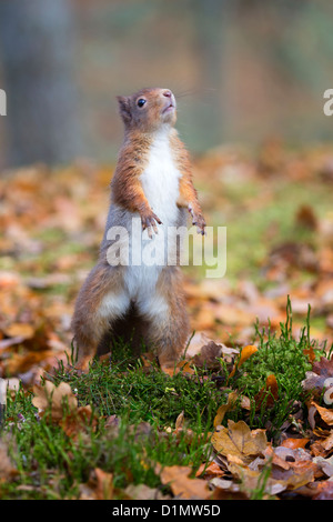Eichhörnchen Sciurus Vulgaris, stehend auf dem Waldboden nach oben, im Herbst, im Glen More in Schottland. Stockfoto