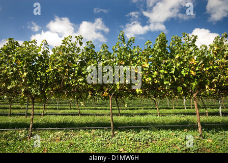 Reihen von Weinreben wachsen in einem Weinberg am südlichen Hochland von New South Wales, Australien Stockfoto