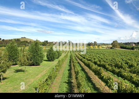 Reihen von Weinreben wachsen in einem Weinberg am südlichen Hochland von New South Wales, Australien Stockfoto