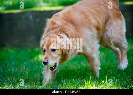 Ein Golden Retriever Hunde spielen in einem Hinterhof-Ambiente. Stockfoto