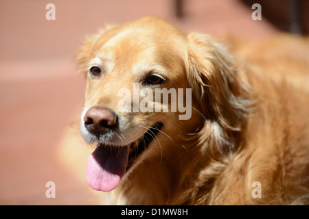Ein Golden Retriever Hunde spielen in einem Hinterhof-Ambiente. Stockfoto