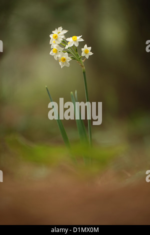 Gemeinsamen Narzisse (Narcissus Tazetta) fotografiert in Israel, im Dezember Stockfoto