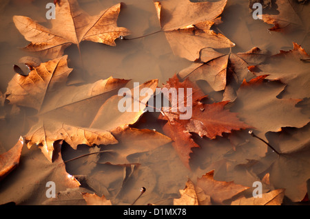 Blätter Stockfoto