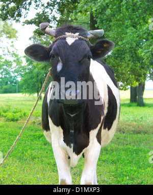 Gefleckte Kuh auf einer grünen Wiese am frühen Morgen Stockfoto