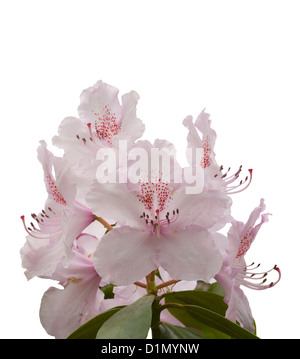 Weiß mit roten Flecken Rhododendron Stockfoto
