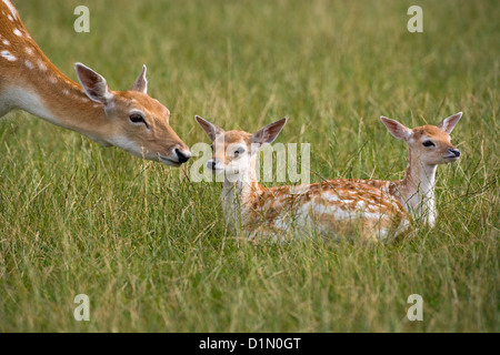 Damhirschen Cervus Dama Doe mit Kitzen Stockfoto