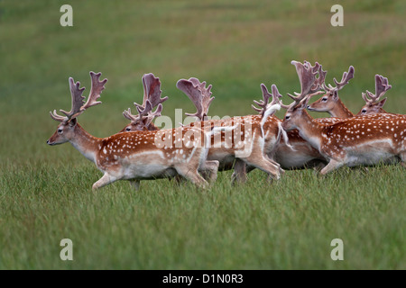 Damhirschen Cervus Dama Herde Böcke in samt Stockfoto