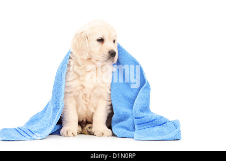 Eine kleine Labrador Retriever bedeckt Hund mit blauen Handtuch isoliert auf weißem Hintergrund Stockfoto