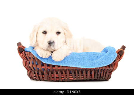 Ein kleiner Labrador Retriever Hund in einem Korb auf weißen Hintergrund isoliert Stockfoto