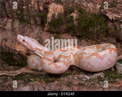 Albino Boa (Boa Constrictor Imperator Morphen) Stockfoto