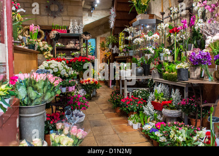 Paris, Frankreich, Blumen einkaufen, im Schaufenster, Ile Saint Louis, Stockfoto