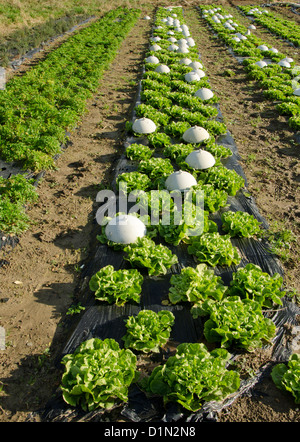 Bereich der Kopfsalat, Community, Landwirtschaft, Frankreich. Stockfoto