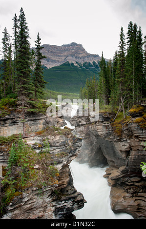 Athabasca Falls Wasserfall, Jasper Nationalpark, Alberta, Kanada Stockfoto