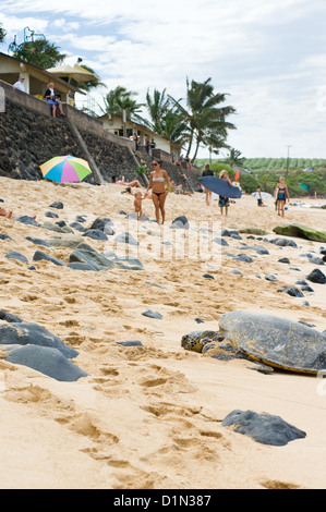 Eine grüne Meeresschildkröte liegt am Strand von Hookipa Park an der Nordküste der Insel Maui. Stockfoto