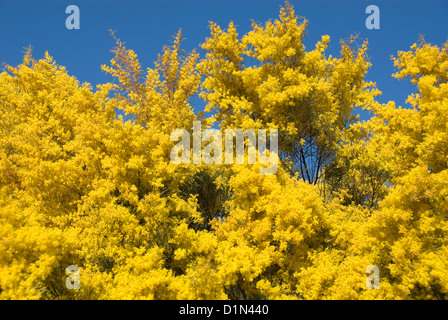 Ein Flechtwerk Busch in voller Frühling blühen Stockfoto