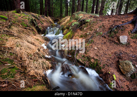 schnell frischen Gebirgsbach im Wald, Harz mountains Stockfoto