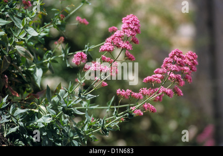 Roter Baldrian (Centranthus Ruber), Eus, Östliche Pyrenäen, Languedoc-Roussillon, Frankreich Stockfoto