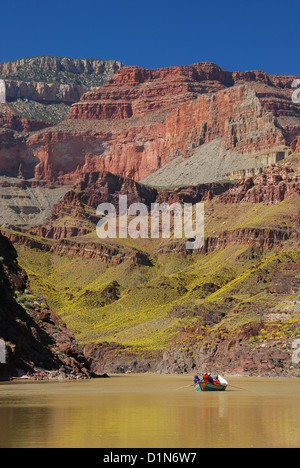 Bootsfahrt auf dem Colorado River im Grand Canyon, Arizona.  Die gelbe Farbe auf der Piste ist aus Brittlebush Blumen. Stockfoto