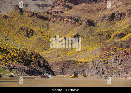 Bootsfahrt auf dem Colorado River im Grand Canyon, Arizona.  Die gelbe Farbe auf der Piste ist aus Brittlebush Blumen. Stockfoto