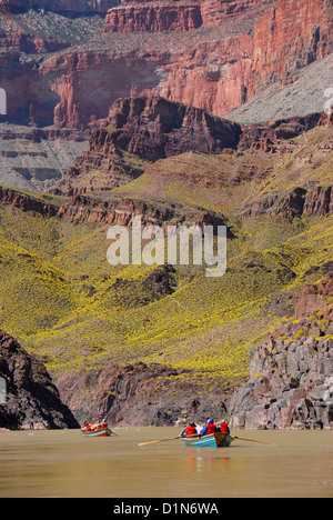 Bootsfahrt auf dem Colorado River im Grand Canyon, Arizona.  Die gelbe Farbe auf der Piste ist aus Brittlebush Blumen. Stockfoto