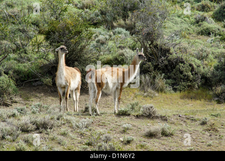 Guanakos in Torres del Paine Nationalpark, Patagonien, Chile Stockfoto