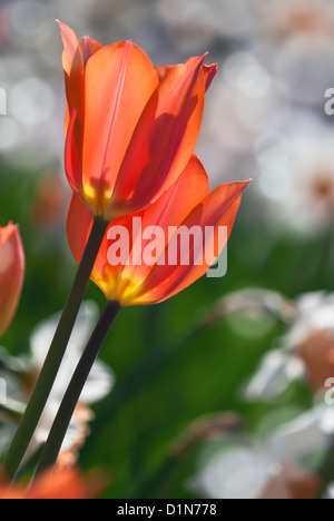 Tulpen Orange Frühling in voller Blüte mit Narzisse Blumen auf dem Hintergrund Stockfoto