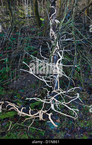 Toten Efeu an einem umgestürzten Baum Stockfoto