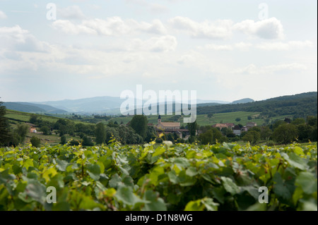 Burgunder Weinberge Frankreich Stockfoto