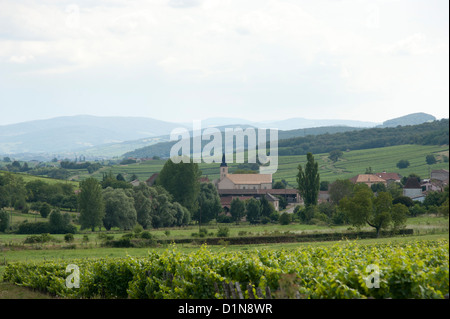 Weinberge in Burgund in der Nähe von Macon und Beaune, Mittleres Frankreich. Stockfoto