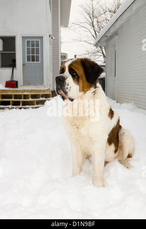 Ein riesiger Bernhardiner Hund sitzt in einem verschneiten Hinterhof mit einem Haus und Terrasse im Hintergrund Stockfoto