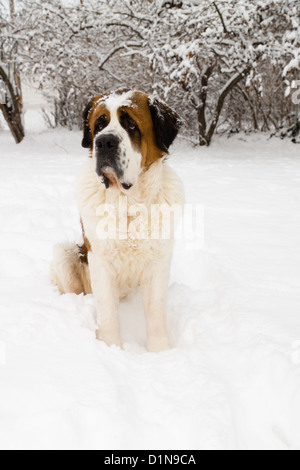 Eine große reinrassiger Bernhardiner Hund sitzt im Schnee im Hof Stockfoto