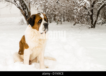 Ein großer Bernhardiner Hund sitzt im frisch gefallenen Schnee. Stockfoto