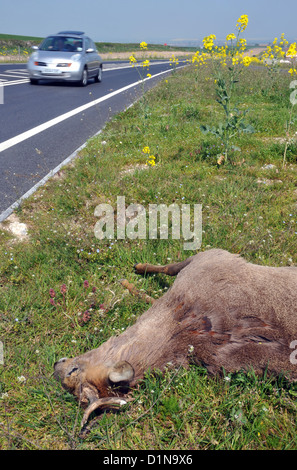 Roadkill, Reh tot am Straßenrand, UK Stockfoto
