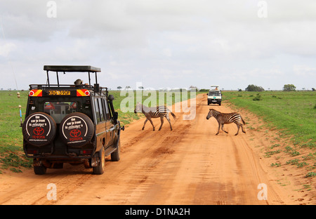 Zebras crossing auf Safari, Kenia, Ostafrika Stockfoto