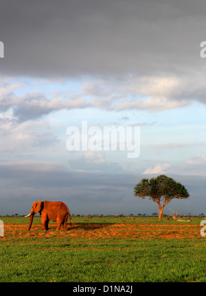 Afrikanischer Elefant, Tsavo East Nationalpark, Kenia, Ostafrika Stockfoto