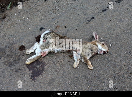 Road Kill, Tote Kaninchen in der Straße Stockfoto